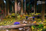 Park Narodowy Hainich w Niemczech Internationale Grüne Woche kwiaty
